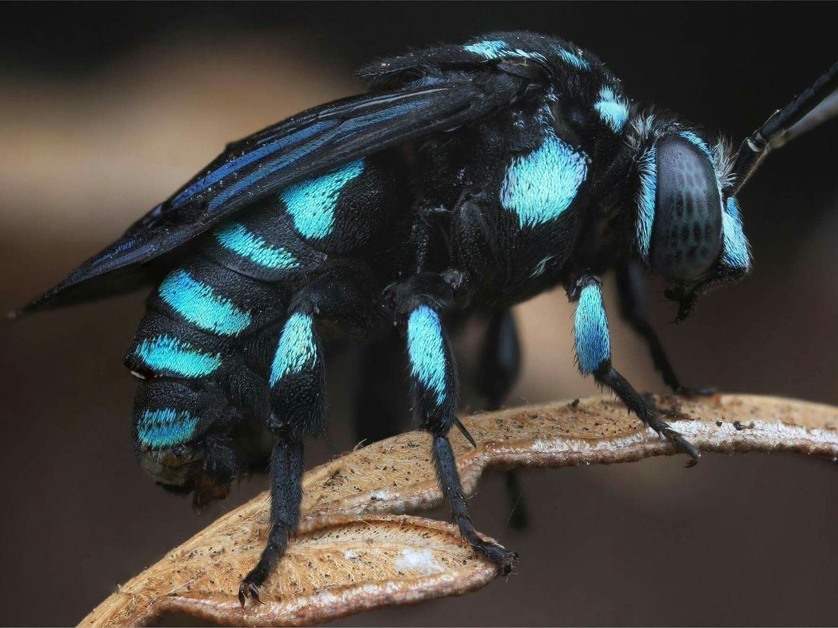 Xylocopa caerulea голубая пчела