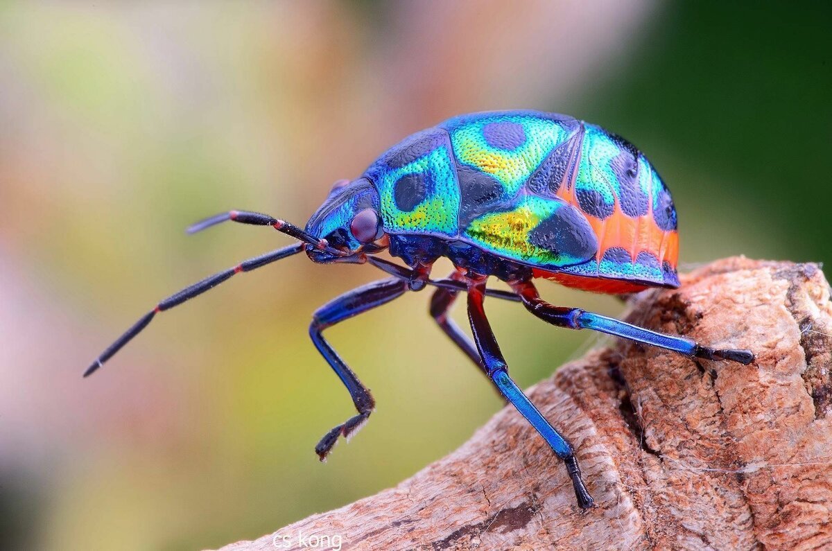 Жук щитник черепашка