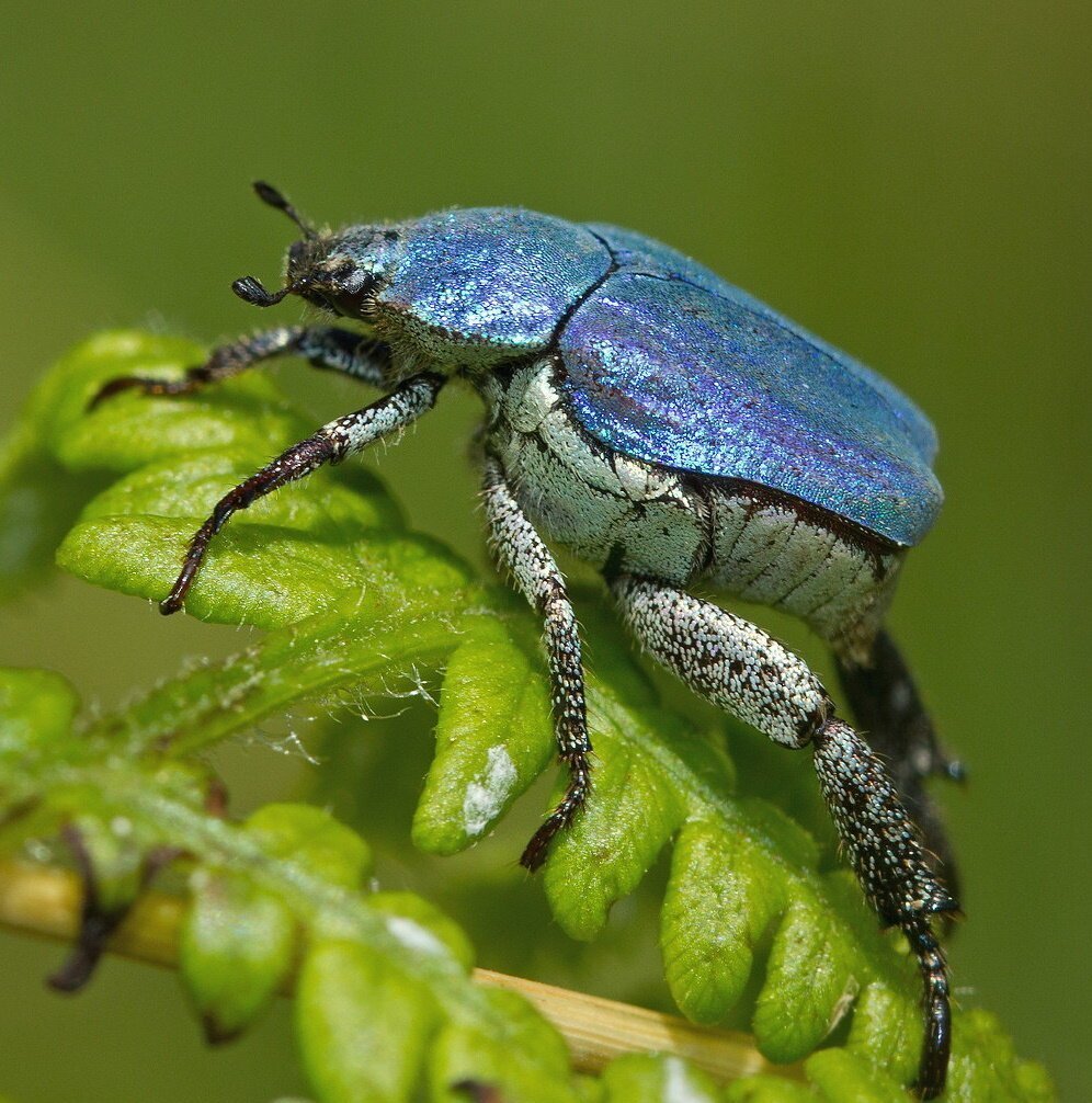 Hoplia coerulea жуки