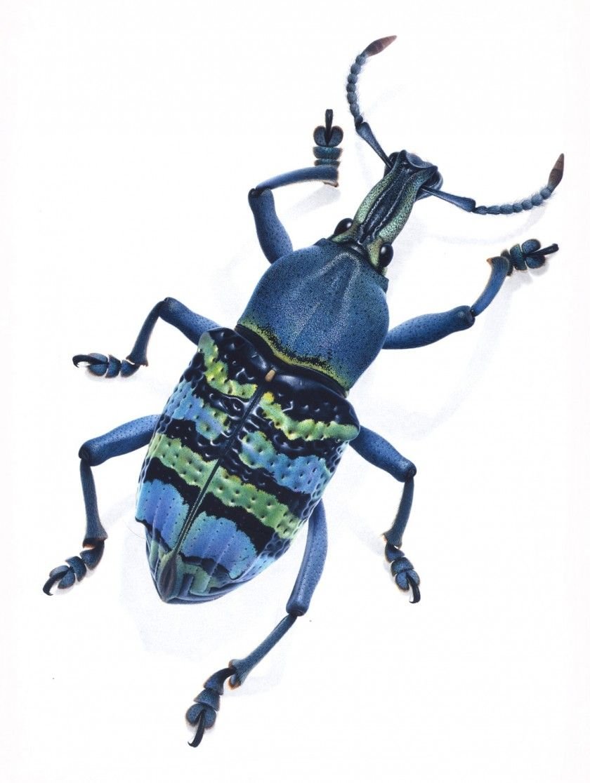 Синий кузнечик