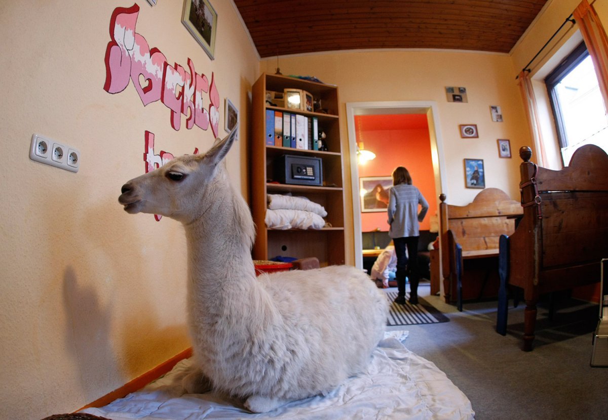 Большие морские свинки капибара