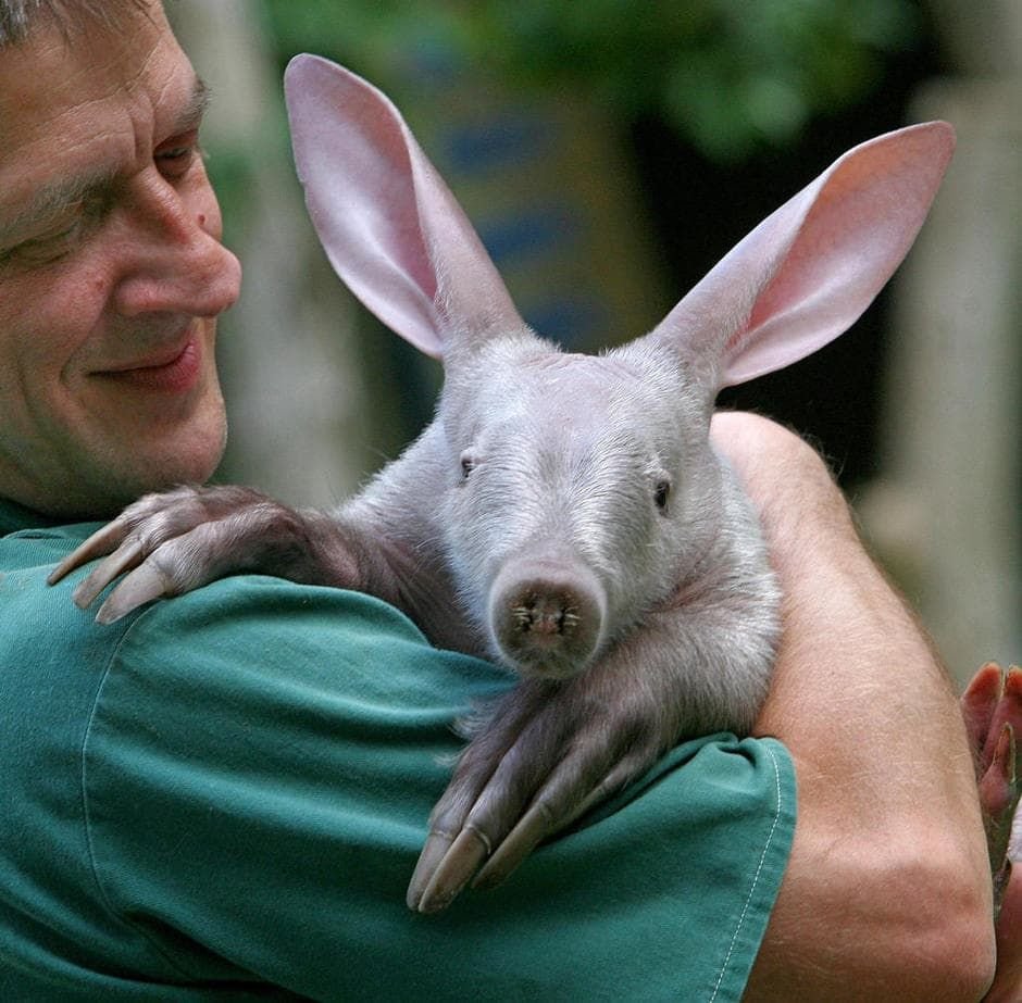 Аардварк Земляной поросенок