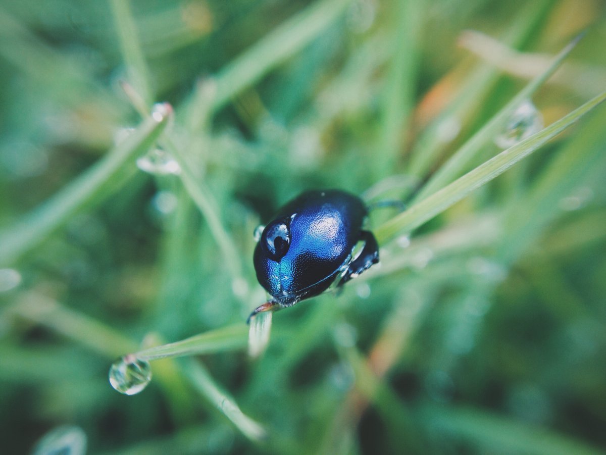 Жук Синекрылка