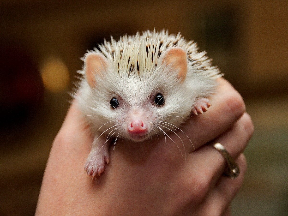 Обезьянка игрунка