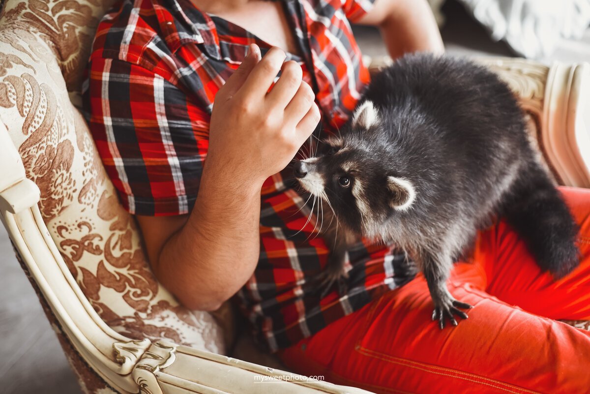 Жираф при рождении