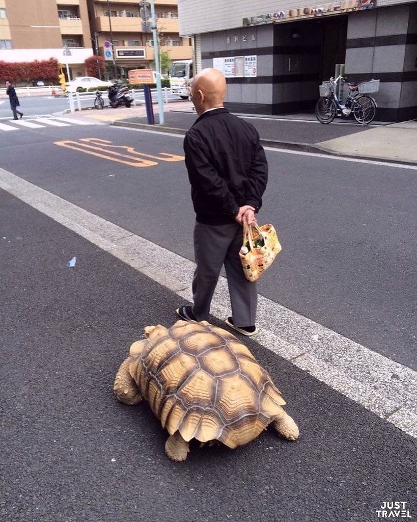 Домашние животные для квартиры