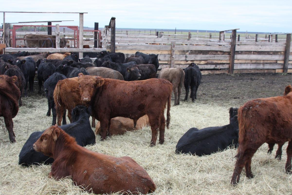 Бычки КРС мясной породы