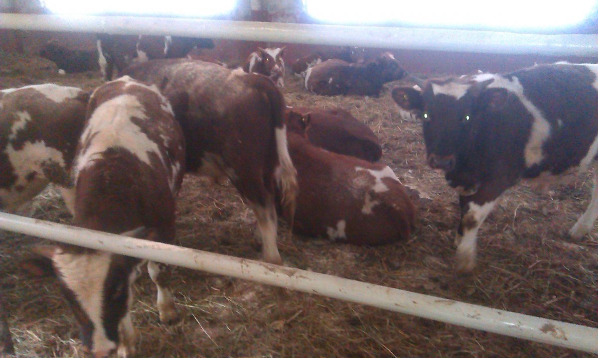 Откорм Бычков на подстилке