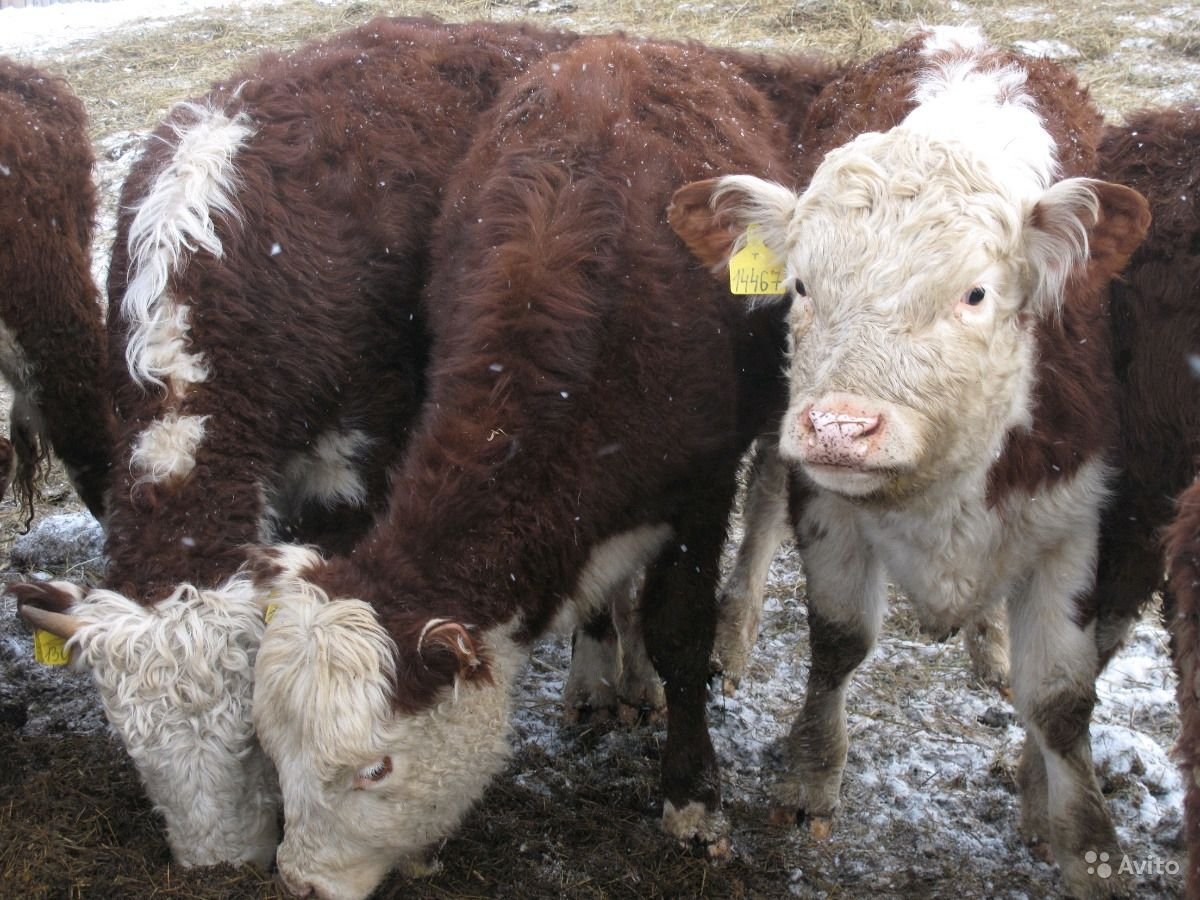 Телята бычки породы Герефорд