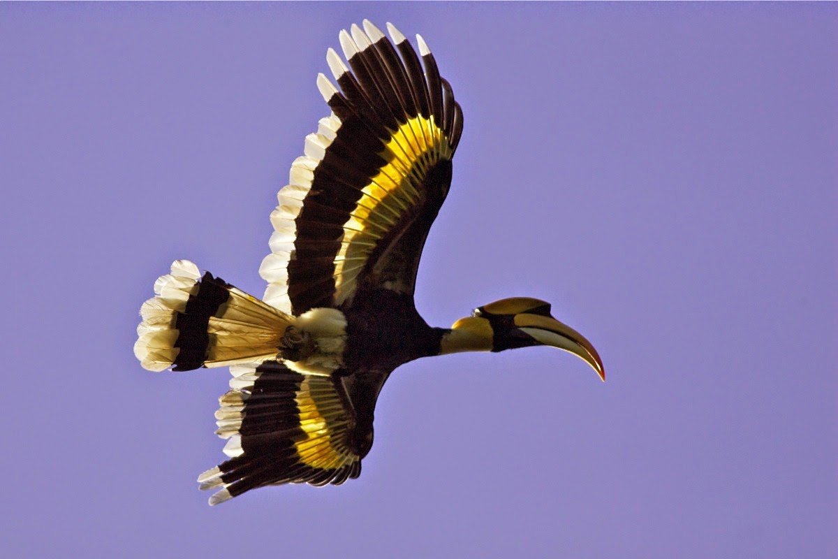 Коэльо птица Тайланда