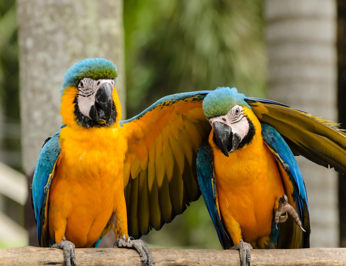 Птица-носорог калао