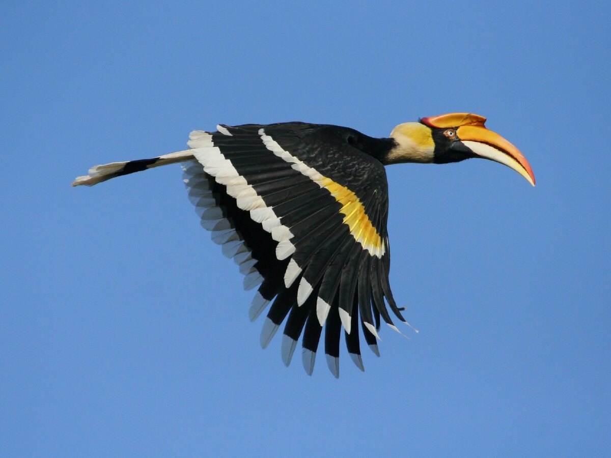 Парк Тайланд Нонг Нуч попугаи