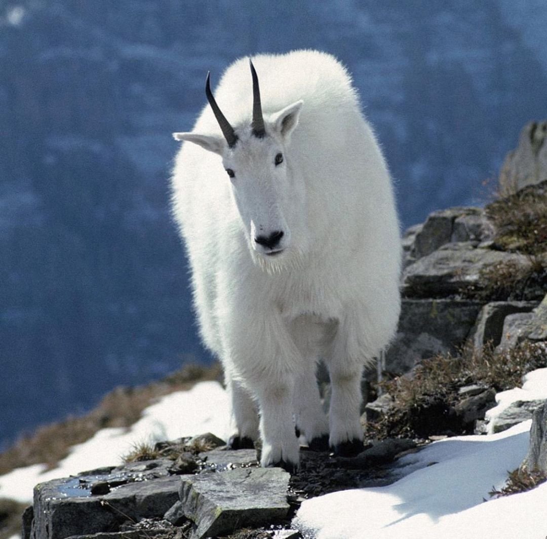 Андалузская коза