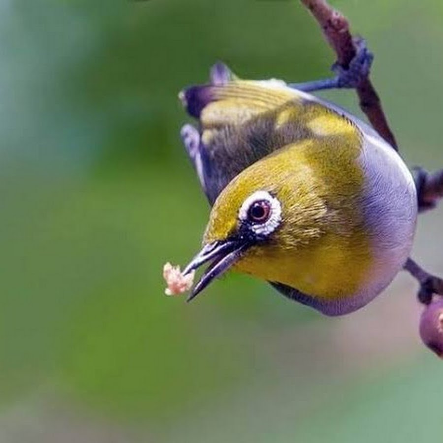 Домашние птицы Таиланда