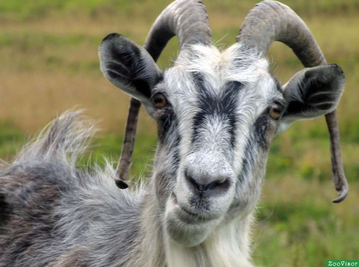 Карточки Домана домашние животные коза