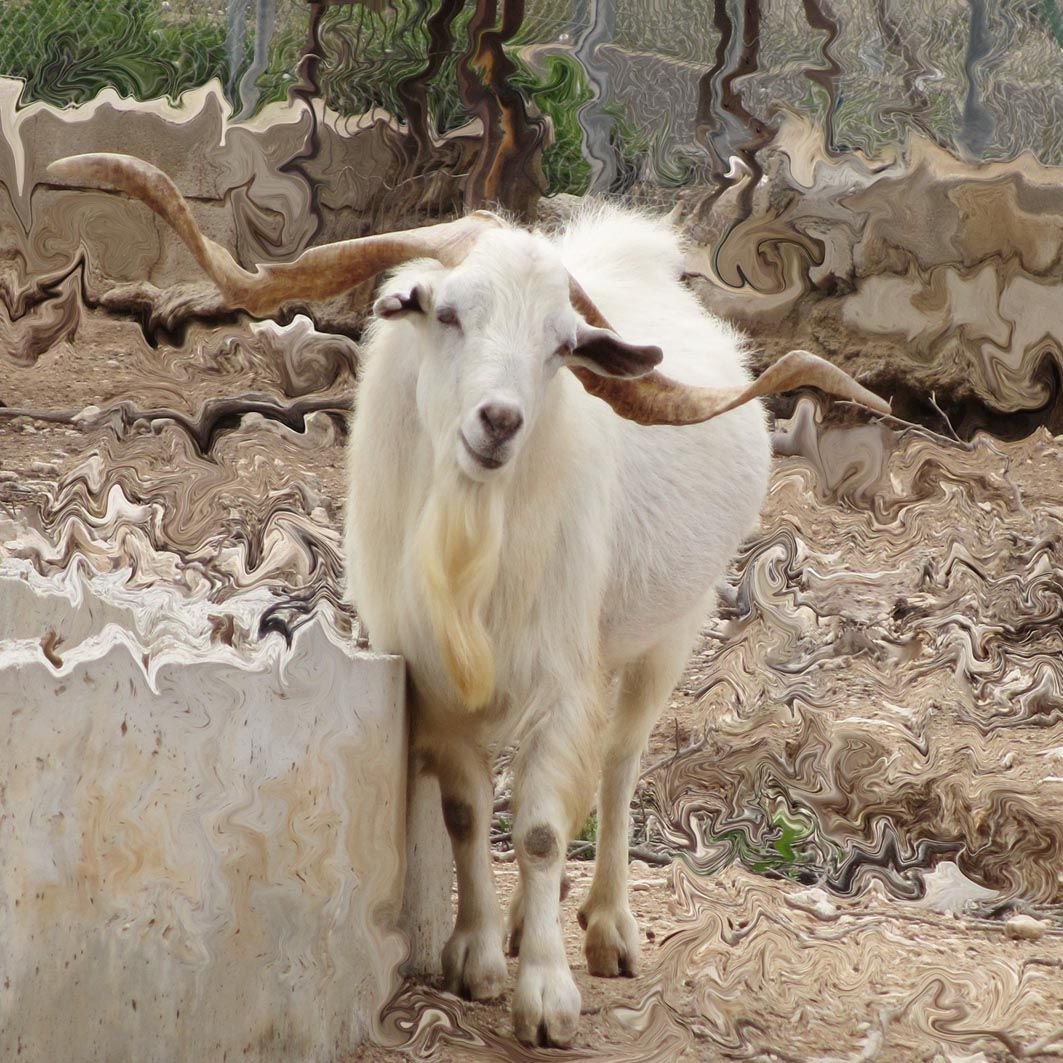 Кашемировые козы в Высокогорье Тибета