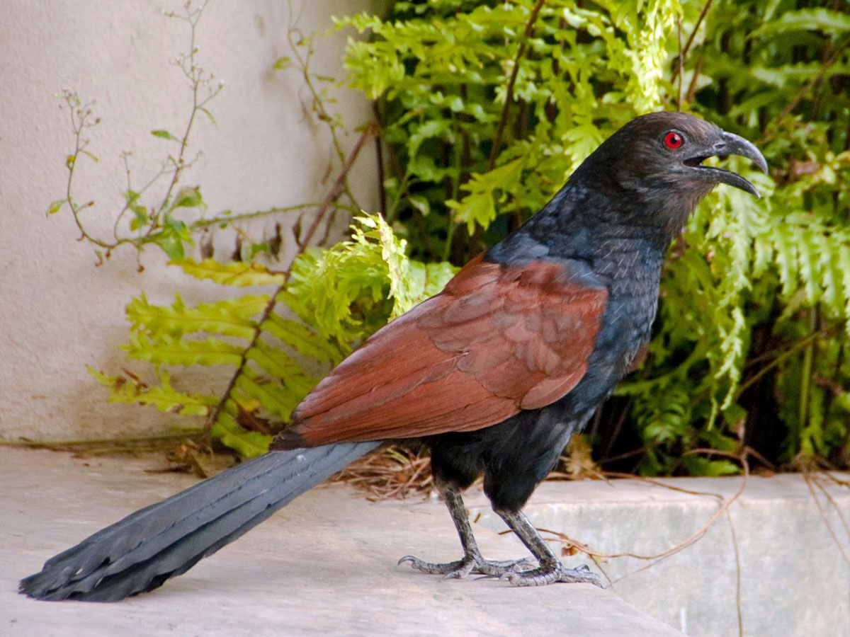 Сулавесский калао птица