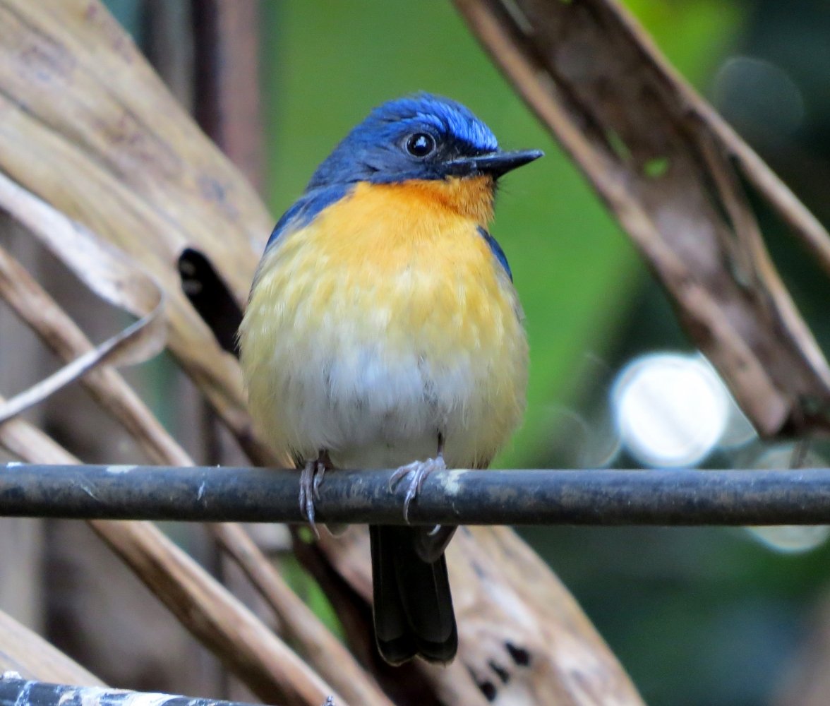 Todiramphus recurvirostris