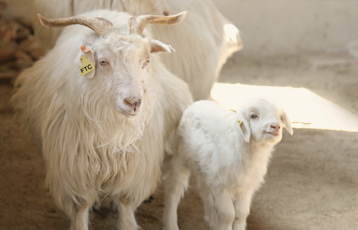 Кашемировые козы в Высокогорье Тибета