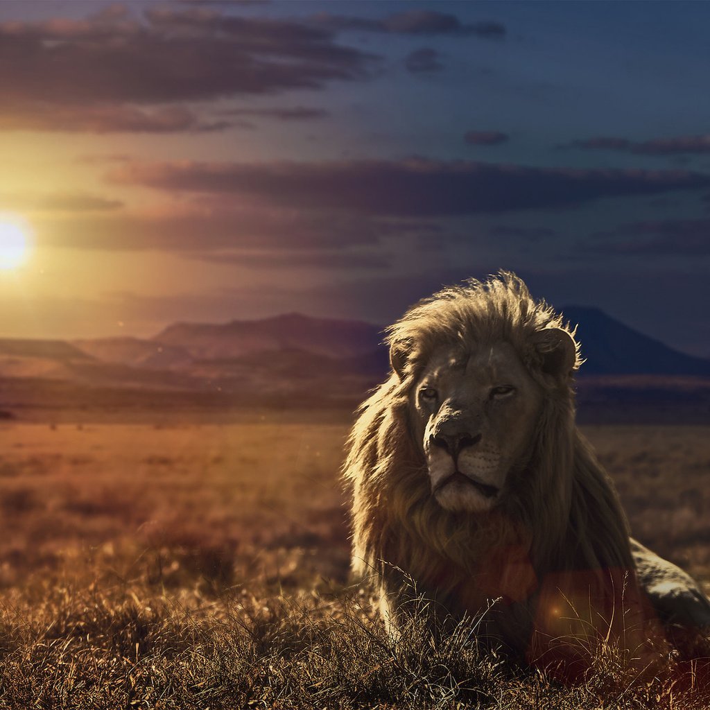 Одинокая львица