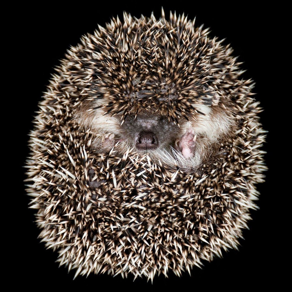 Ежик с цветочком