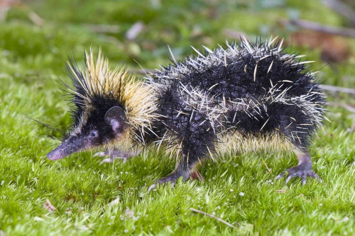 Ежик свернулся