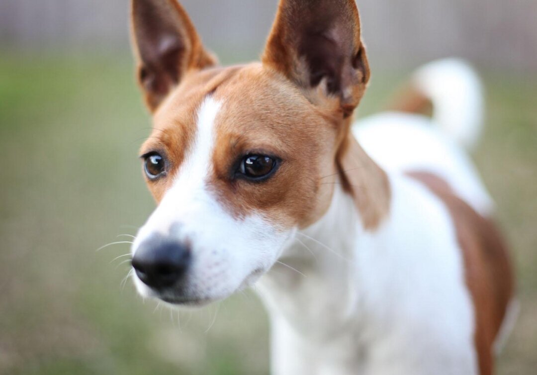 Пражский крысарик и пинчер