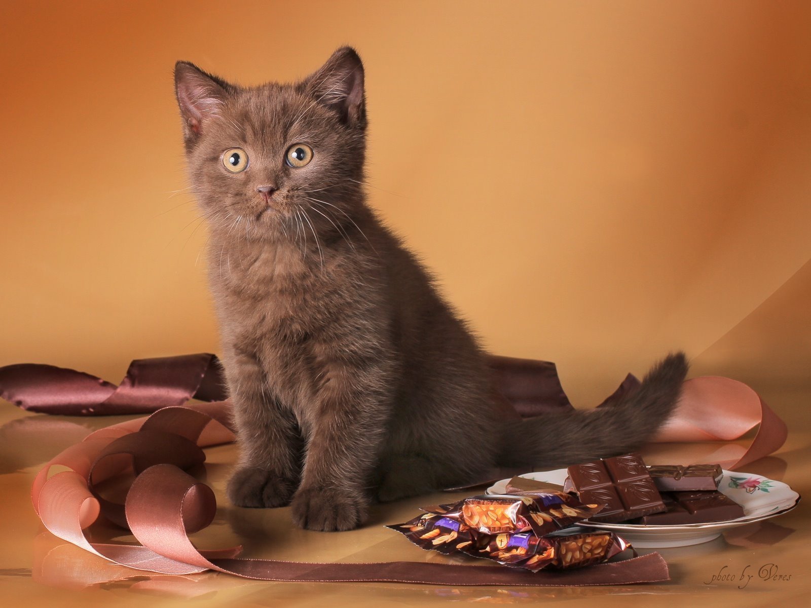 Шоколадная окраска кошек. Шотландская шоколадная котята прямоухая. Шотландская кошка прямоухая шоколад. Британская короткошёрстная кошка циннамон. Шотландская прямоухая короткошерстная шоколадная.