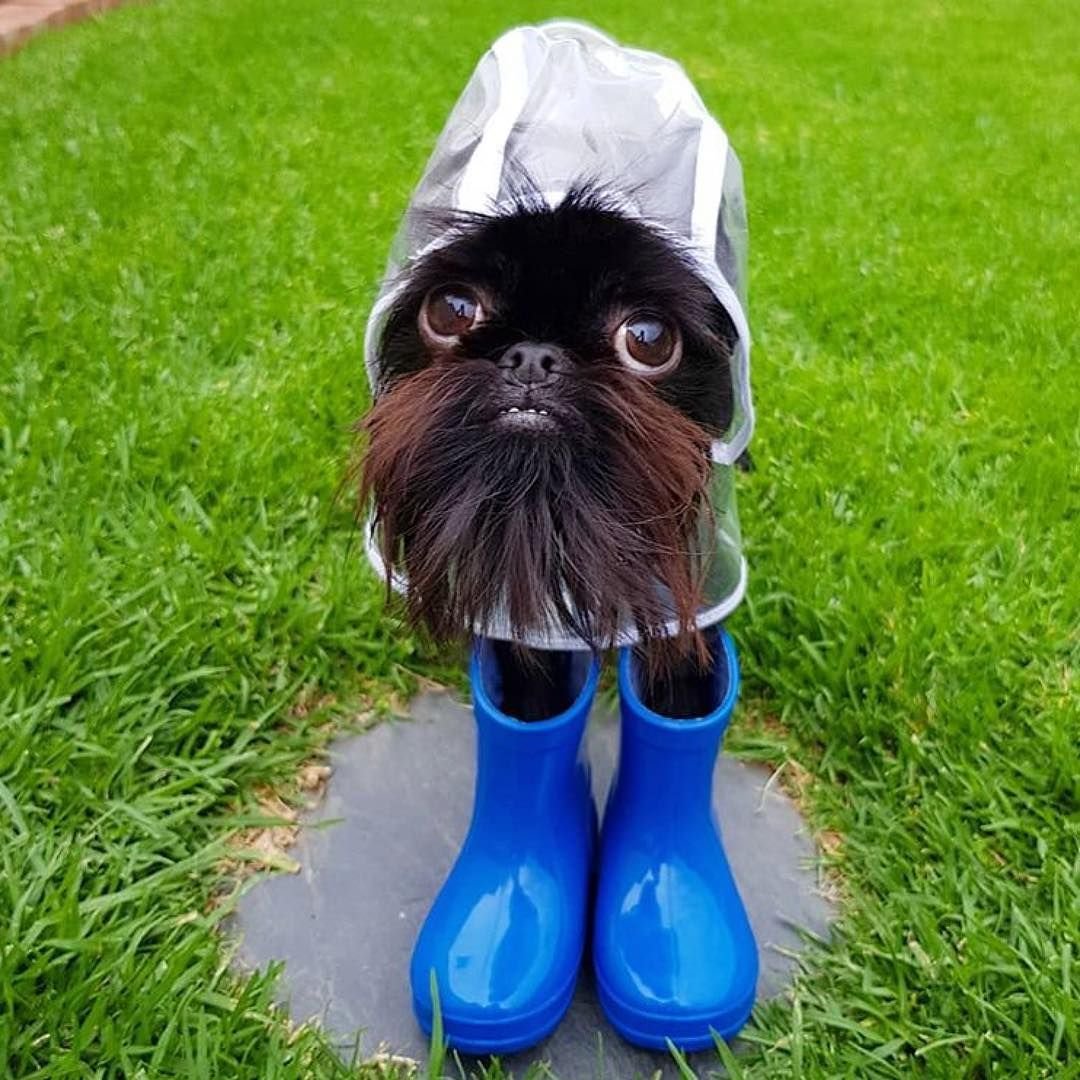 Бельгийский гриффон кальмар