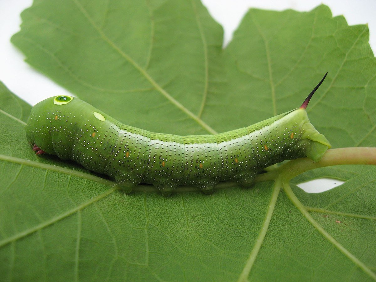 Hippotion Celerio гусеница