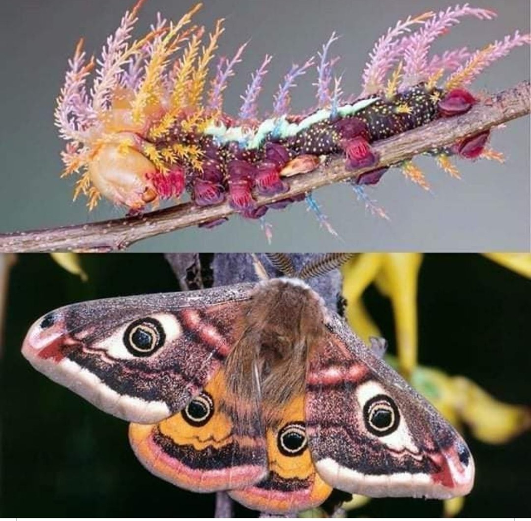 Papilio Troilus гусеница бабочка