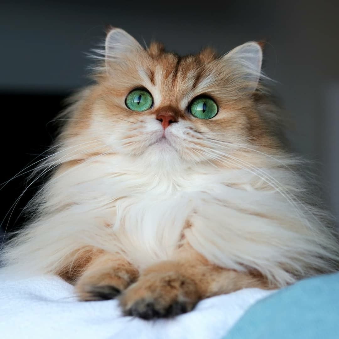 Котик смузи