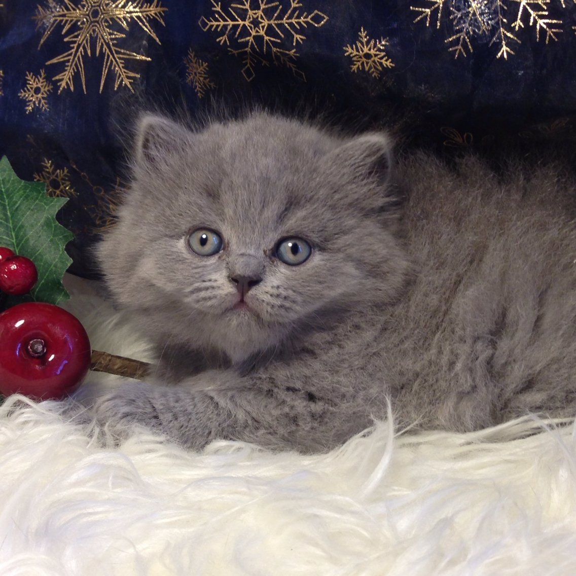 Британская длинношерстная кошка смузи