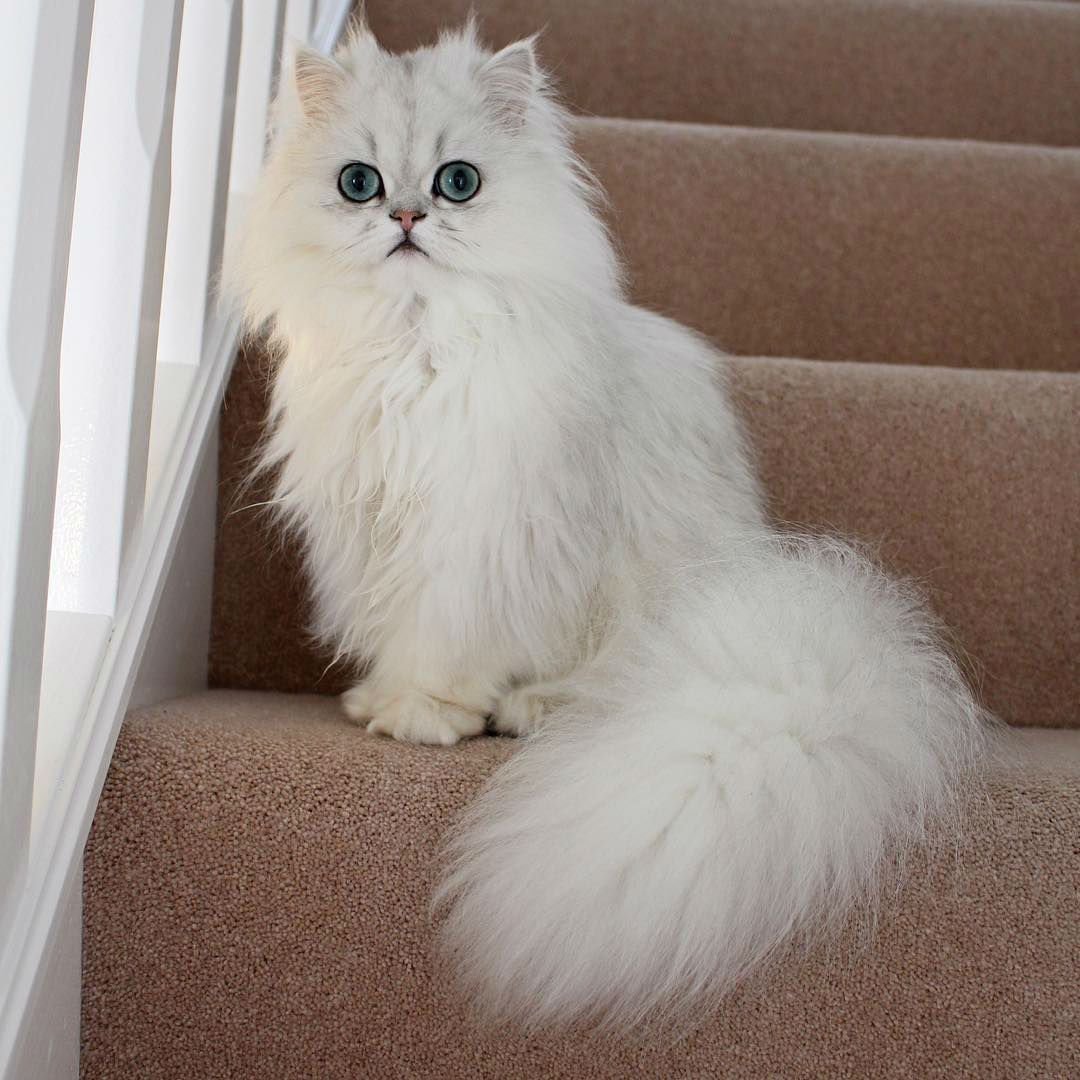 Персидская шиншилла кошка