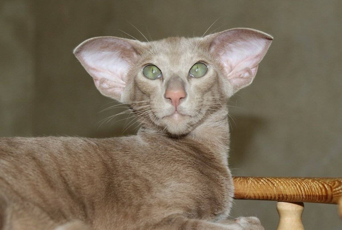 Кот с большими ушами ориенталы