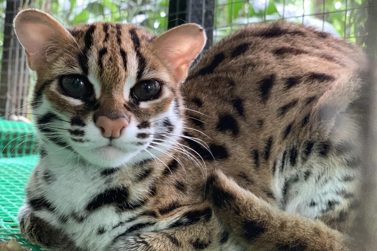 Prionailurus bengalensis