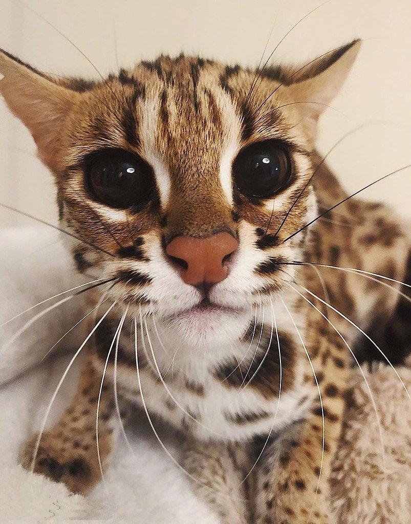 Черноногая кошка муравьиный тигр