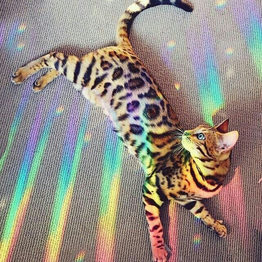 Леопардовая кошка с кисточками