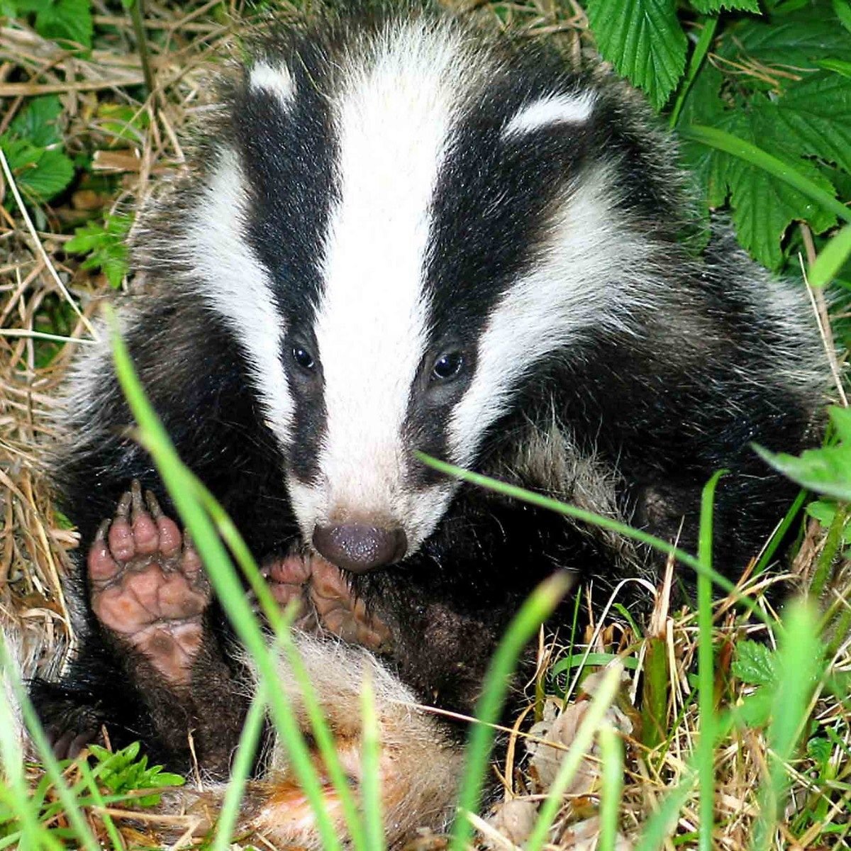 Барсук мемы