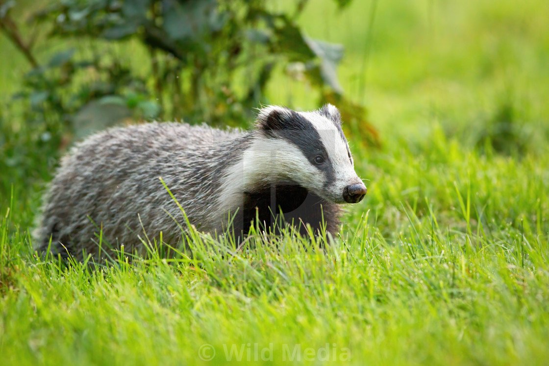 Американские Барсуки (Taxidea Taxus)