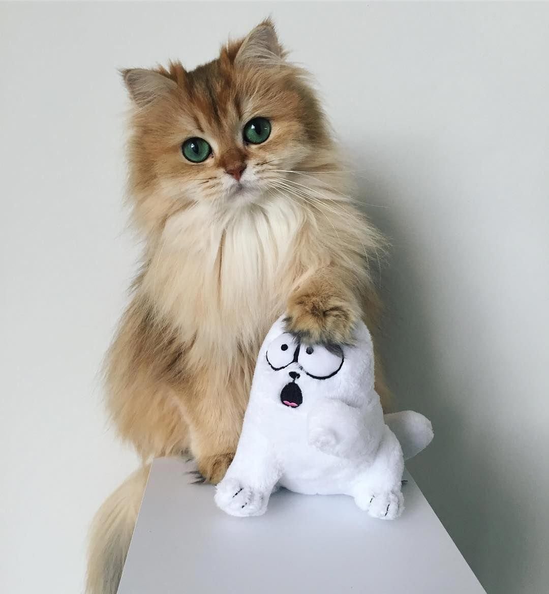 Кот смузи порода