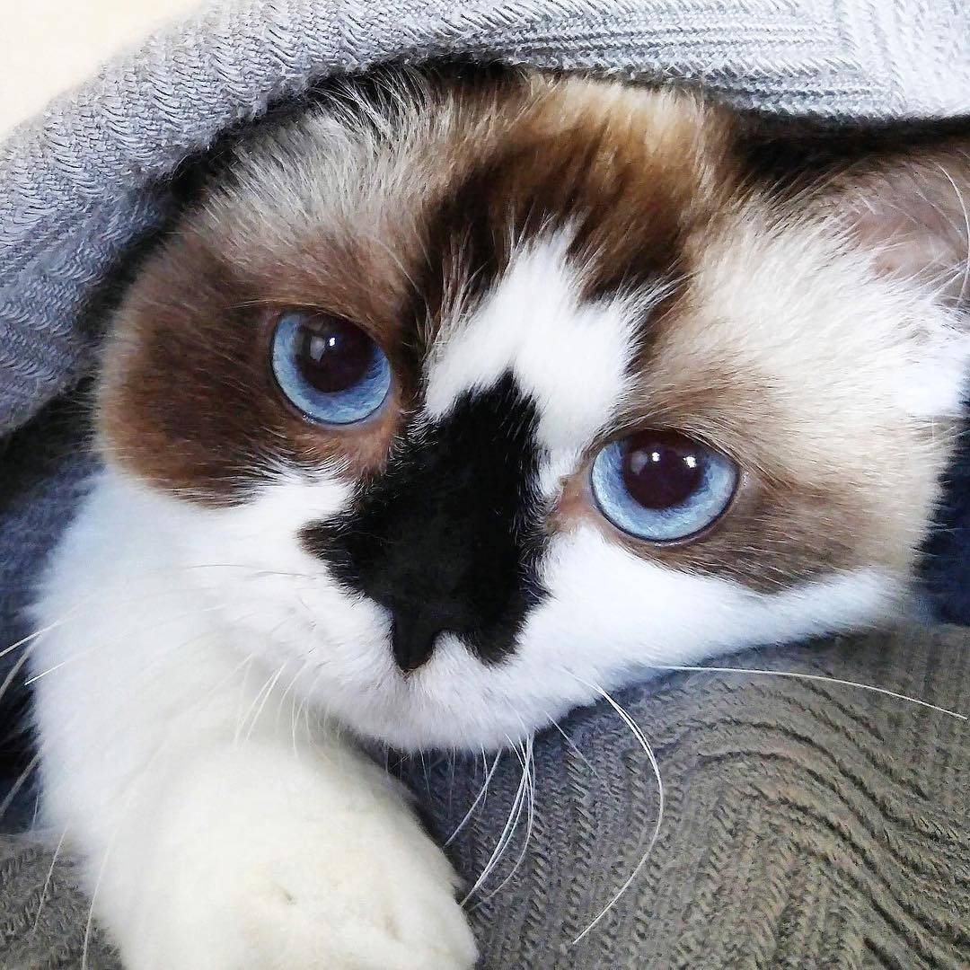 Кот Альберт Манчкин