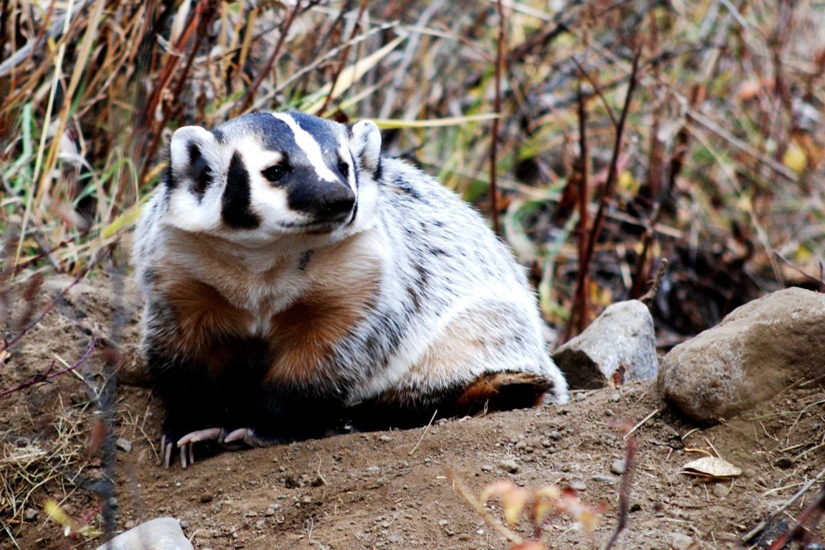 Барсук фото на белом фоне