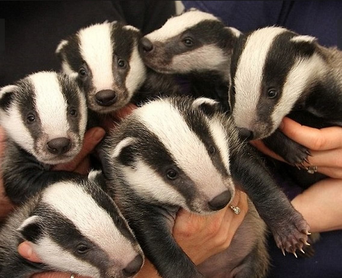 Барсук барсучиха Барсучонок