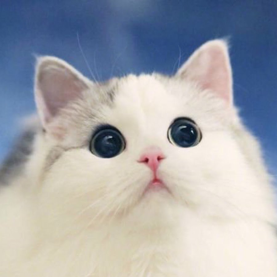 Милый белый котик