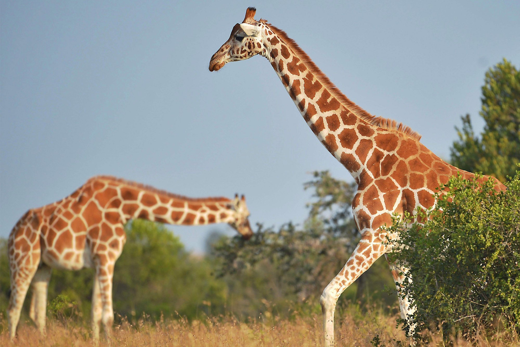 Сколько жирафов в мире. Ареал Жирафов Африка. Высокий Жираф. Самый большой Жираф. Жираф самое высокое животное.