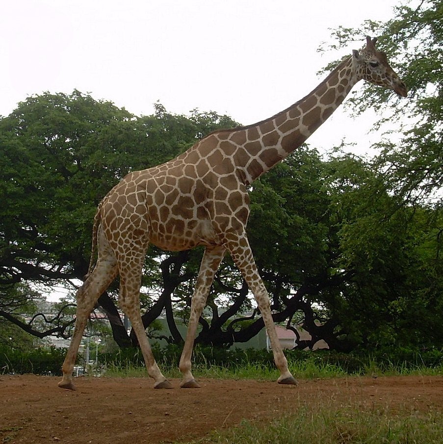 Сколько жирафов в мире. Жираф это млекопитающее. Самый большой Жираф. Жираф самое высокое животное. Самые большие наземные животные.