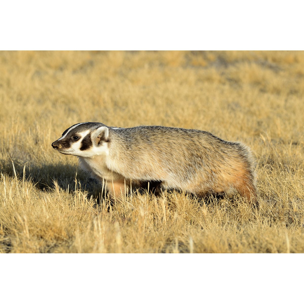 Американские Барсуки (Taxidea Taxus)