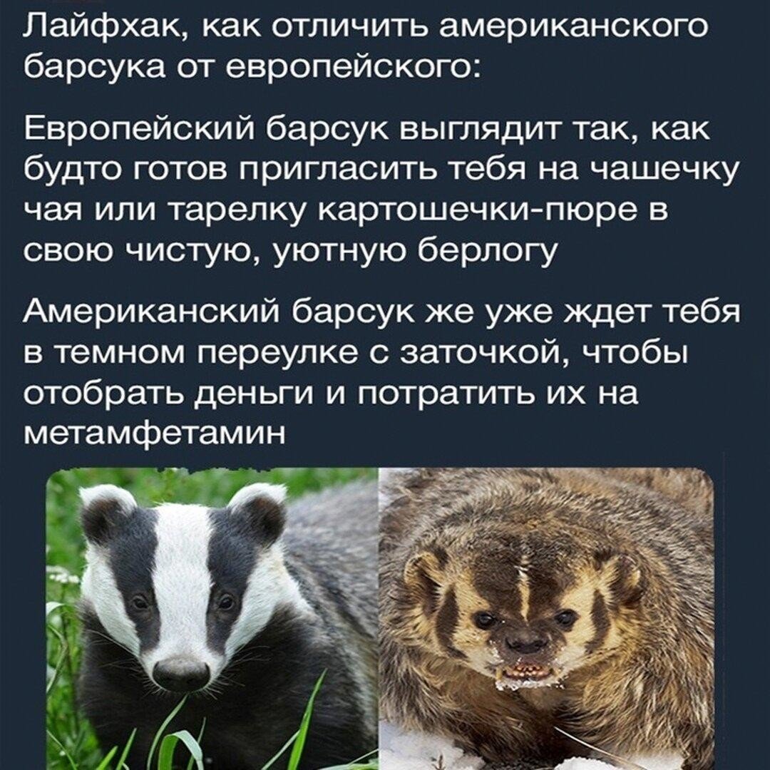 Американский барсук детеныш