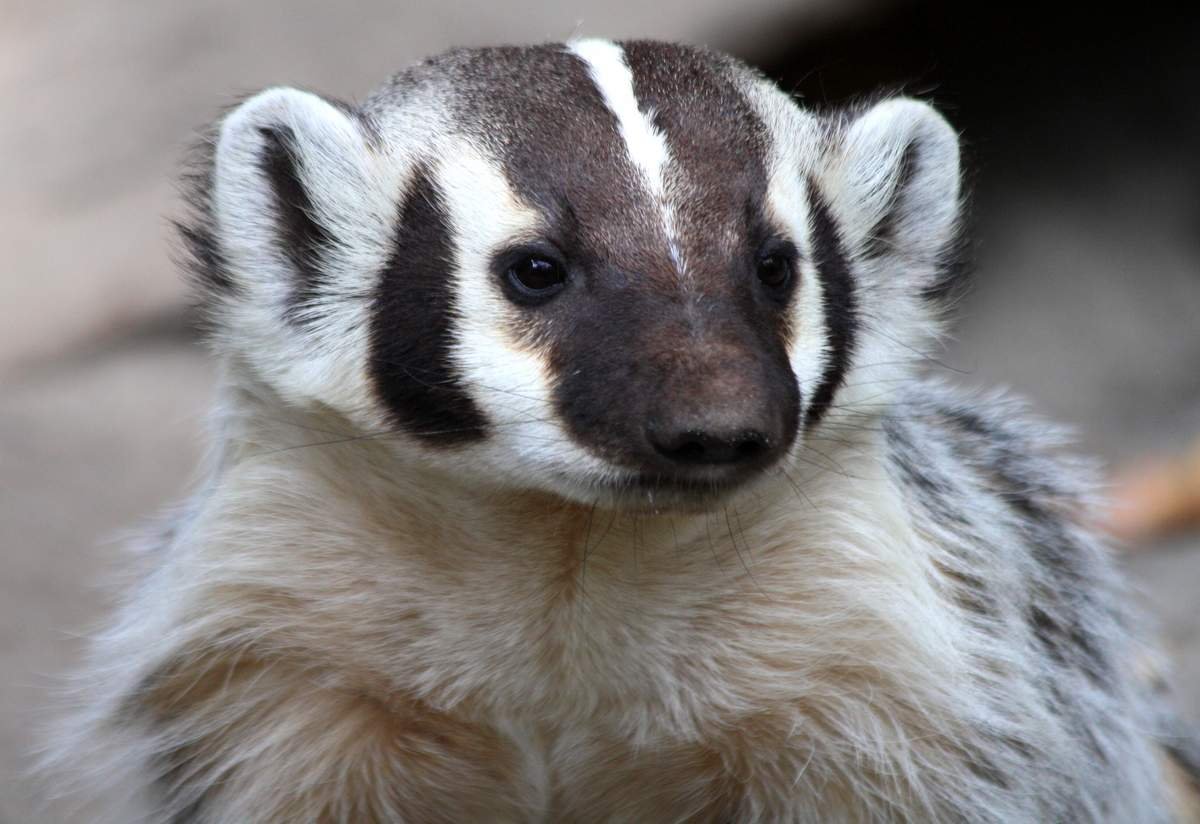 Американские Барсуки (Taxidea Taxus)